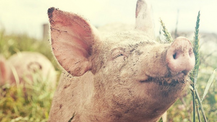 România, cea mai afectată ţară din UE de răspândirea pestei porcine