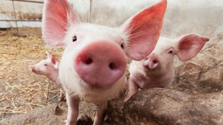 EPIDEMIA se extinde. Primul caz de pestă porcină africană din judeţul Teleorman