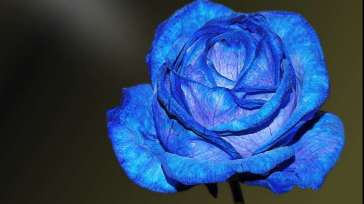 Trandafirii albaştri, mai aproape de realitate. Cum vor putea exista minunatele flori 
