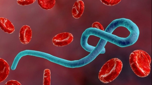 Epidemia de Ebola se extinde. Bilantul deceselor este tragicÂ 