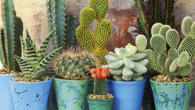 Ce se întâmplă dacă dormi cu un cactus în cameră. Nici măcar nu îţi imaginezi!