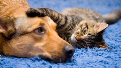 Sterilizare gratuită pentru câinii şi pisicile fără pedigree din Capitală