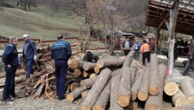 Mafia lemnului s-a modernizat, metoda uluitoare prin care se fură lemne cu acte