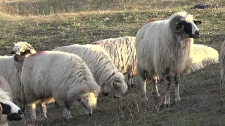 După pestă, vine "boala oii nebune": Cinci focare, descoperite în județul Sibiu