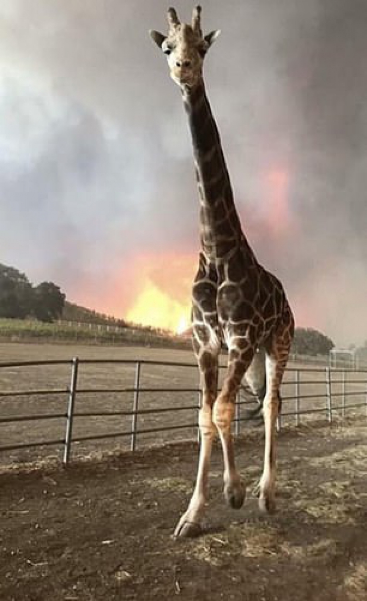Impresionant! Sute de animăluţe, salvate din incendiul devastator din California