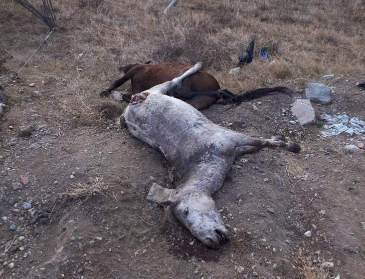 Trei cai morți aruncați pe un câmp din Arad. Ar fi vorba despre un transport ilegal