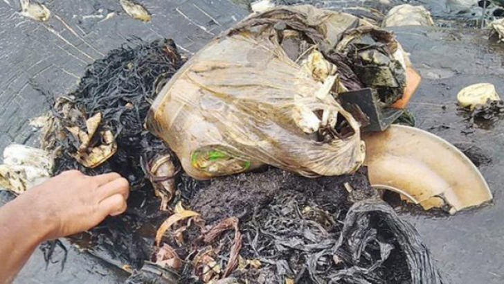 Imagini cutremurătoare! Un cașalot a murit, după ce a înghițit 6 kilograme de plastic 