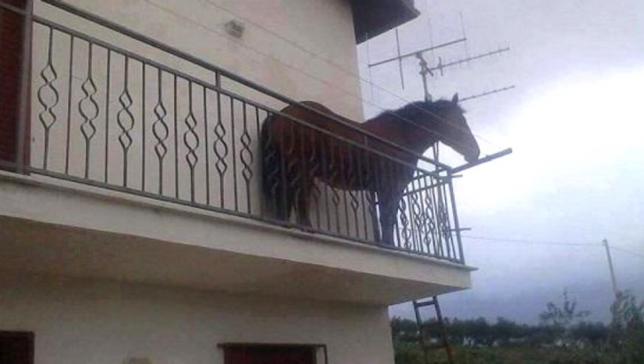 FOTO Cu calul în balcon!