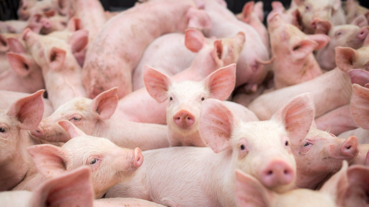 Pesta porcină se extinde în România. Un nou judeţ afectat 