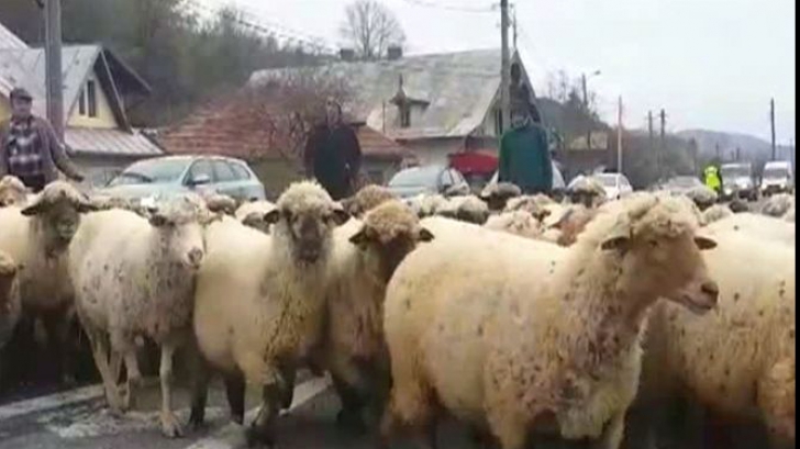 Mioarele de la Grindu nu au scăpat: după Centenar vor fi înecate în Dunăre!