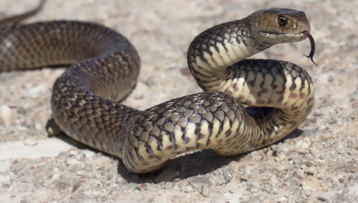 De ce nu e bine să omori șarpele casei