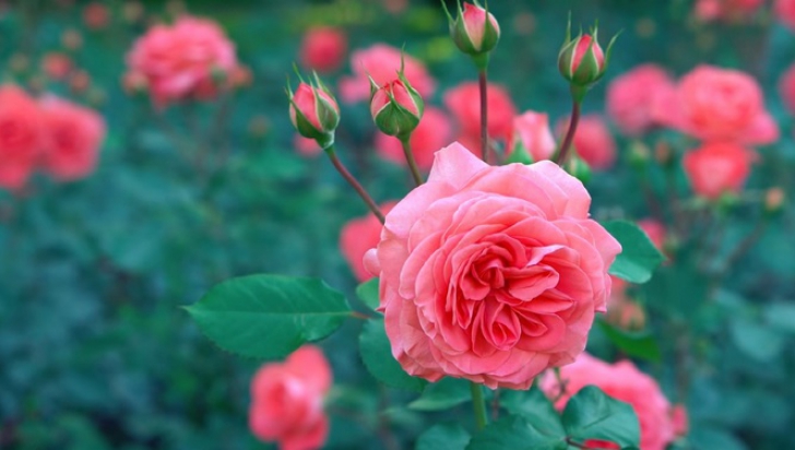 Cum protejezi de ger trandafirii de grădină pe timpul iernii. De ce să NU îi mai acoperi cu plastic