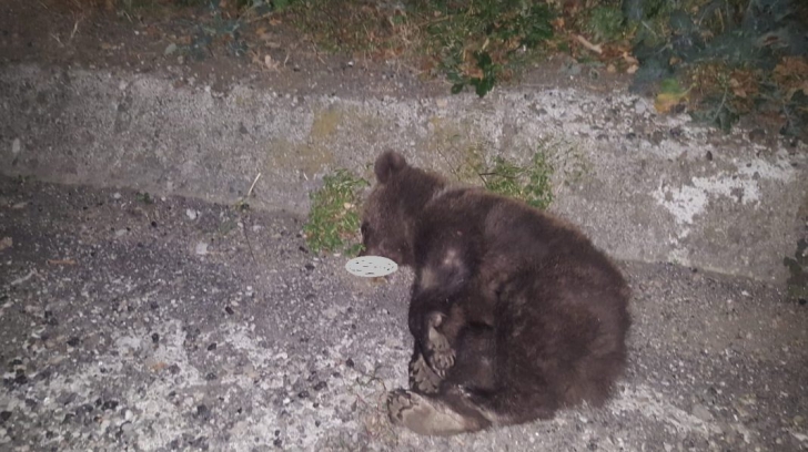 Al patrulea urs omorât în trafic, pe o şosea din judeţul Sibiu
