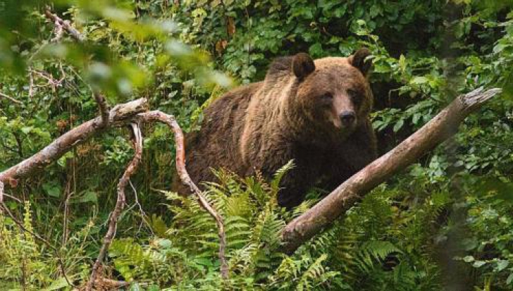 Un bărbat a fost atacat de urs, în judeţul Argeş