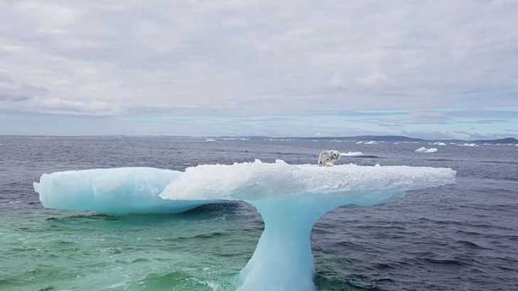 A zărit ceva ciudat pe un aisberg din Atlantic. Când s-a apropiat de gheţar, a încremenit!