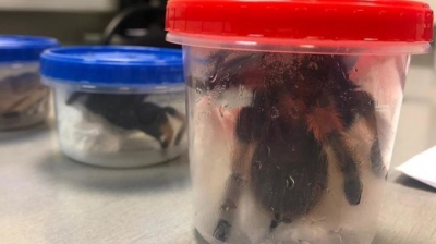 Bărbat prins în aeroport cu o adevărată grădină zoologică în bagaje: 32 de crocodili şi 6 tarantule