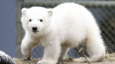 Pui de urs polar născut în capitivitate. Imagini incredibile 