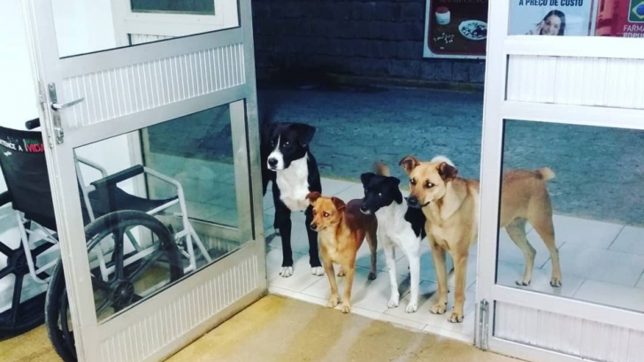 Povestea impresionantă a acestor patru câini: Ce așteaptă la intrarea de la Urgențe?