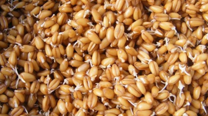 Cura cu grâu încolţit: puternice efecte antioxidante, beneficii majore pentru organism