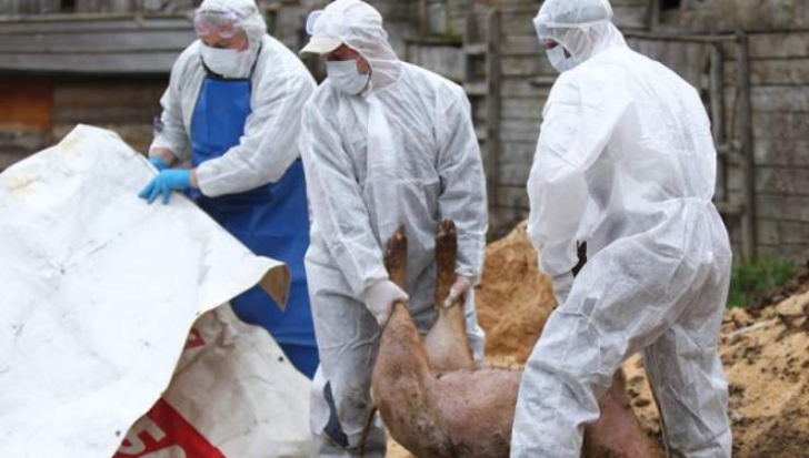 Pesta porcină africană se extinde în România: 364.044 de porci afectaţi de boală, uciși