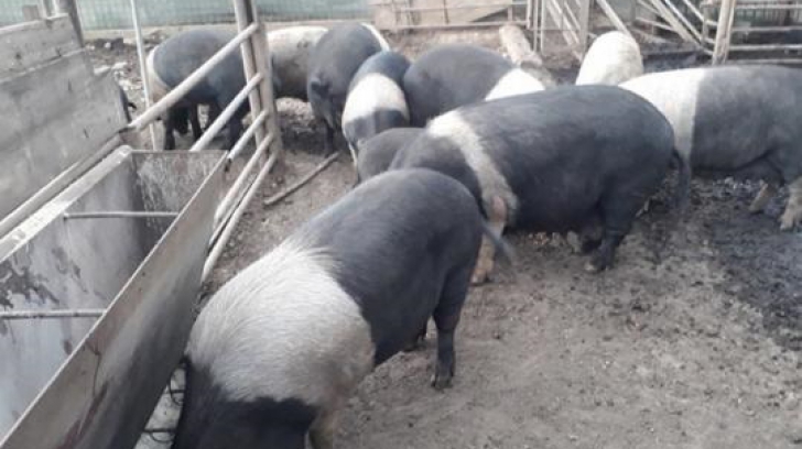 Pesta porcină aproape că a decimat populația de porci din România. foto/inquam