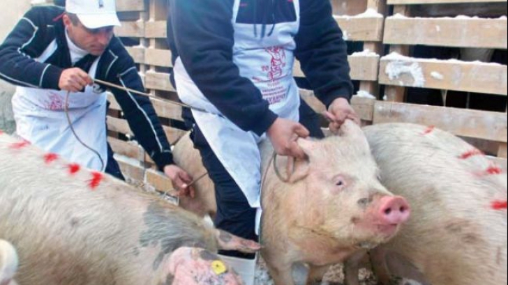 Asalt asupra porcilor din Rusănești. Operațiune secretă