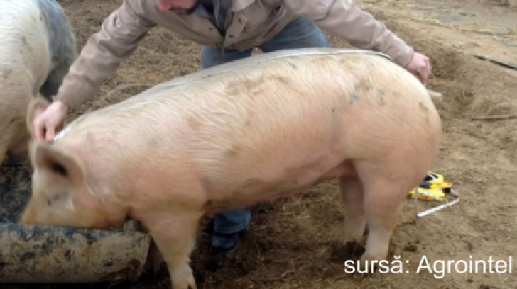 SFAT DE SEZON: Cum poți afla greutatea unui porc fără să-l cântărești 