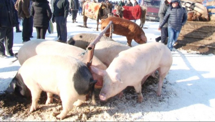 E prăpăd! Oltenii din 29 de localități nu vor mai putea transporta nici porci vii, nici carne 
