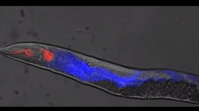 Cum se instalează moartea în organism. Un experiment fără precedent a surprins momentul