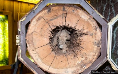 Au tăiat copacul, dar ce au găsit &icirc;năuntru le-a &icirc;ngheţat s&acirc;ngele &icirc;n vene! Cum a fost posibil