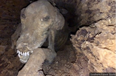 Au tăiat copacul, dar ce au găsit &icirc;năuntru le-a &icirc;ngheţat s&acirc;ngele &icirc;n vene! Cum a fost posibil