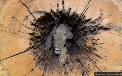 Au tăiat copacul, dar ce au găsit &icirc;năuntru le-a &icirc;ngheţat s&acirc;ngele &icirc;n vene! Cum a fost posibil