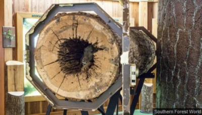 Au tăiat copacul, dar ce au găsit &icirc;năuntru le-a &icirc;ngheţat s&acirc;ngele &icirc;n vene! Cum a fost posibil