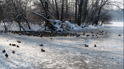 Este cea mai mare greșeală pe care o poți face când întâlnești lebede