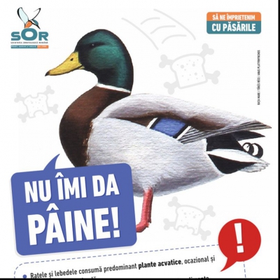 Este cea mai mare greșeală pe care o poți face când întâlnești lebede