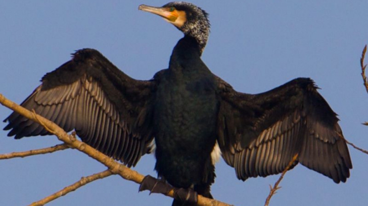 Petre Daea revine cu un atac frontal la adresa cormoranilor