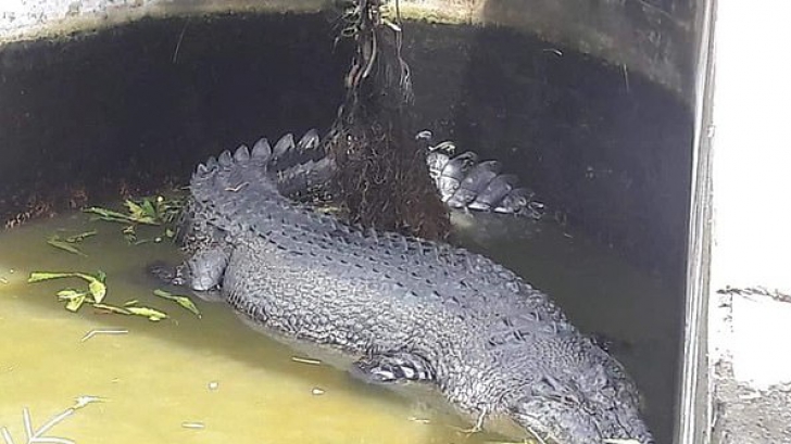 Această femeie a fost mâncată de vie de un crocodil uriaş