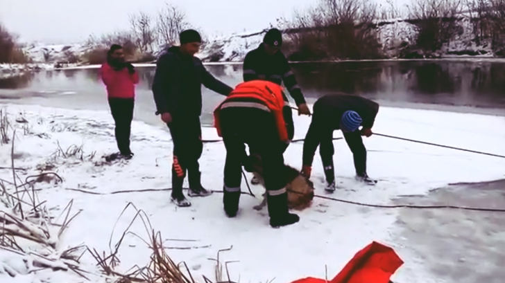 VIDEO | Un câine a fost salvat din apele îngheţate ale râului Someșului