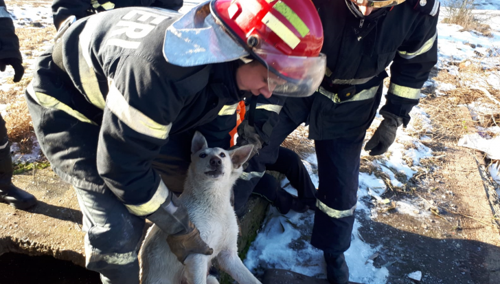 Câine salvat de la moarte de pompierii din Timișoara. VIDEO