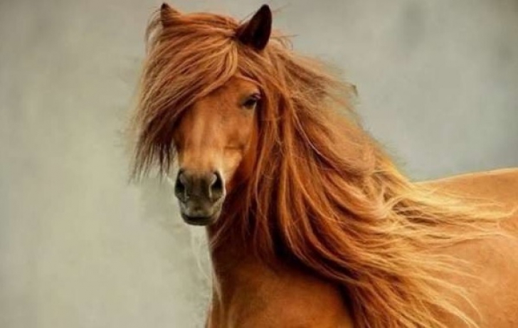 Ce efect are, de fapt, pe părul tău șamponul pentru cai