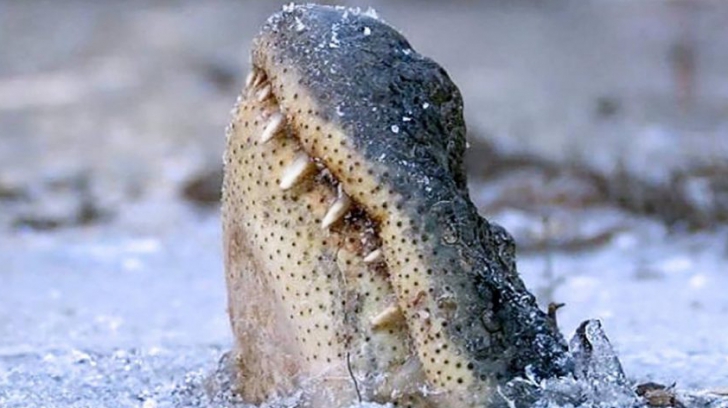 A fost atât de frig încât aligatorii au înghețat cu boturile la suprafață
