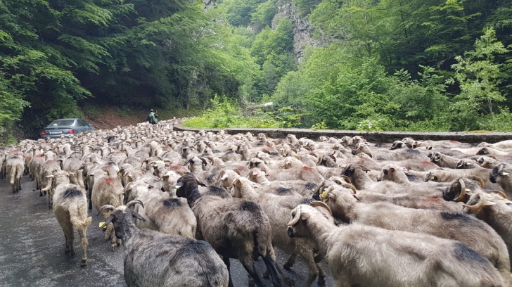 Boala "oii nebune" a lovit în Argeş, peste 200 de animale vor fi sacrificate 