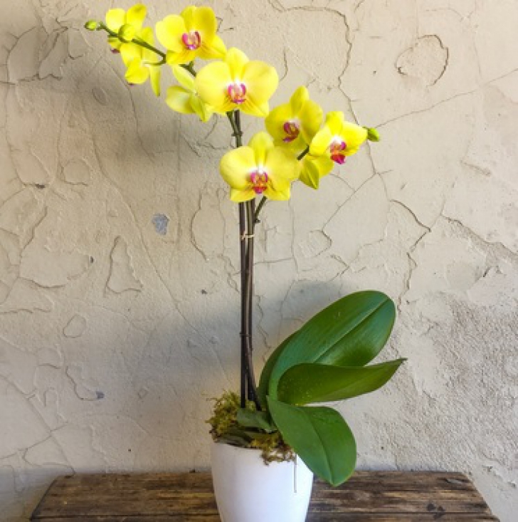 Ce trebuie să faci cu tija de la orhidee după ce au căzut toate florile: o tai sau o păstrezi?