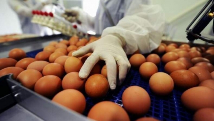 Alertă! Peste 100.000 de ouă contaminate au ajuns în consum 