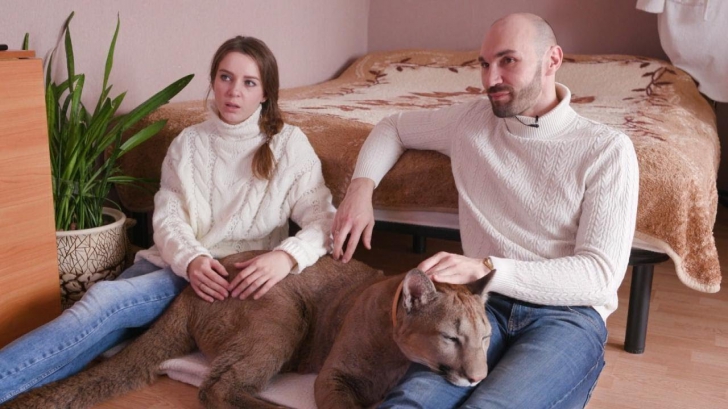Ca-n Rusia!  Doi tineri trăiesc cu o puma în garsonieră - VIDEO