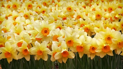 Mesaje de 1 martie 2019