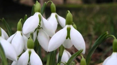 Horoscop martie 2019