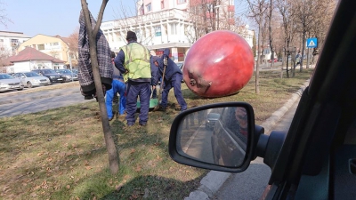 Primăria Bistrița, nevoită să mute merele gigant care îi încurcau pe pietoni