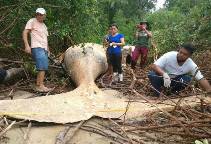 Descoperire terifiantă în jungla amazoniană. Carcasa unei balene moarte, mister total!