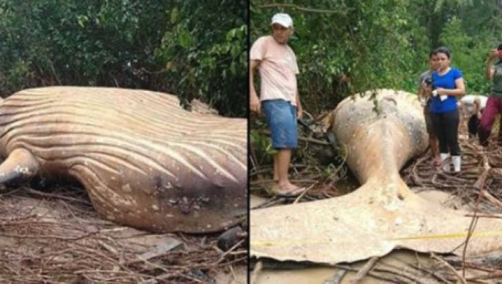 Descoperire terifiantă în jungla amazoniană. Carcasa unei balene moarte, mister total!